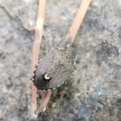 Holcostethus albipes