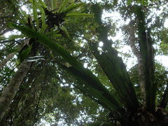 Asplenium mauritianum