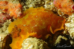 Dendrodoris temarana