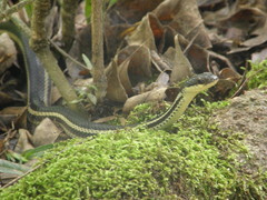 Thamnosophis lateralis
