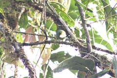 Chlorochrysa calliparaea