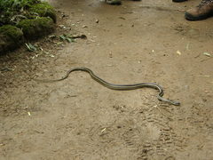 Thamnosophis lateralis