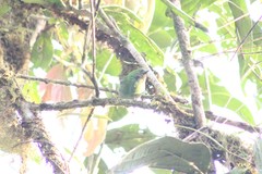 Chlorochrysa calliparaea