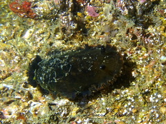 Dendrodoris temarana
