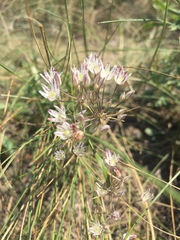 Allium inaequale