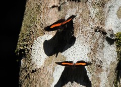 Catonephele acontius
