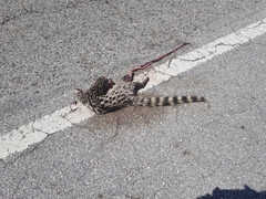 Genetta genetta genetta