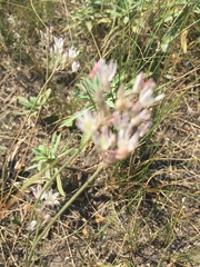 Allium inaequale