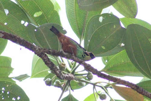 Golden-eared Tanager (Tangara chrysotis), photo 10