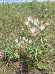 Allium inaequale