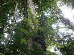Asplenium mauritianum