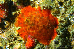 Dendrodoris temarana
