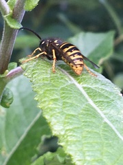 Dolichovespula norwegica