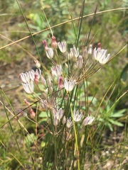 Allium inaequale
