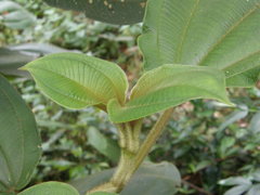 Dichaetanthera