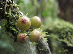 Ficus brachyclada