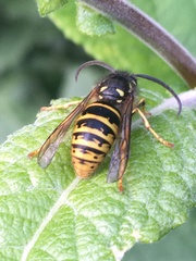 Dolichovespula norwegica