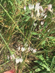 Allium inaequale