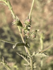 Pseudoconyza viscosa