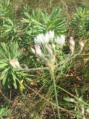 Allium inaequale