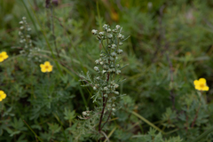 Artemisia tilesii