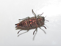 Dicerca tenebrica