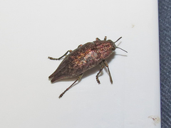 Dicerca tenebrica