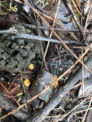 Phaeohelotium baileyanum