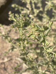 Pseudoconyza viscosa