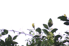 Conopias cinchoneti
