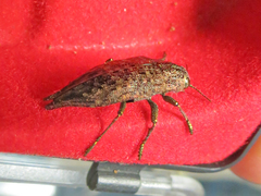 Dicerca tenebrica