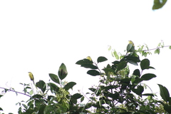 Conopias cinchoneti