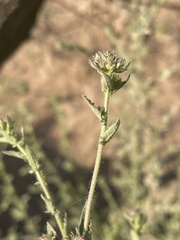 Pseudoconyza viscosa