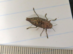 Dicerca tenebrica