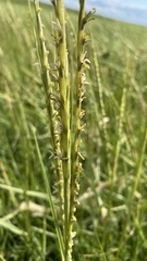 Sporobolus anglicus