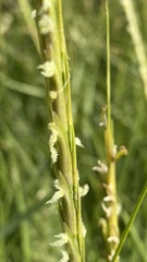 Sporobolus anglicus