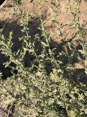 Pseudoconyza viscosa