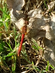 Sympetrum sanguineum