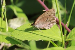 Aphantopus hyperantus