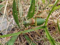 Ephippiger ephippiger