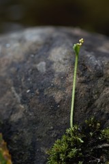 Botrychium tenebrosum