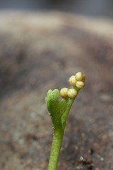 Botrychium tenebrosum