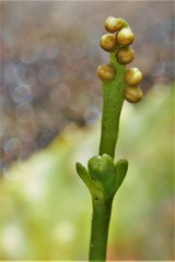 Botrychium tenebrosum