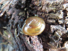 Macrochlamys hippocastaneum