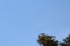 Streptoprocne zonaris