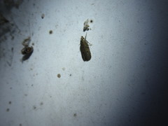 Glyphidocera juniperella