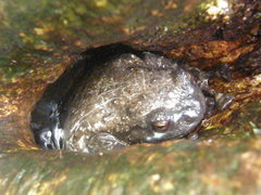 Cophyla grandis