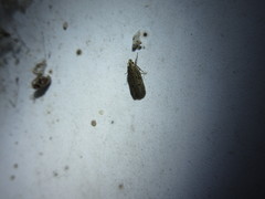 Glyphidocera juniperella