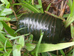 Zoosphaerium neptunus