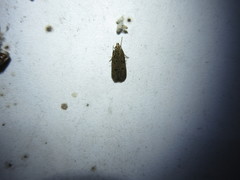 Glyphidocera juniperella